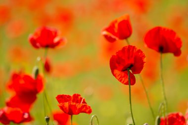 Kırmızı gelincikler tarlası