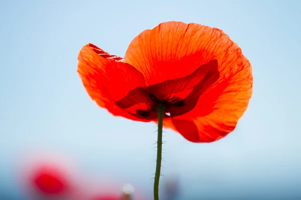 Field of red poppies — Stock Photo, Image