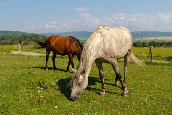 Cavalli — Foto Stock