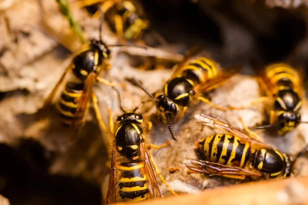 Wasp — Stock Photo, Image