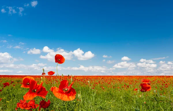 Field of red poppies — Stock Photo, Image