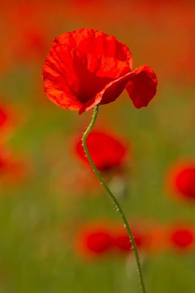 Field of red poppy — Stock Photo, Image