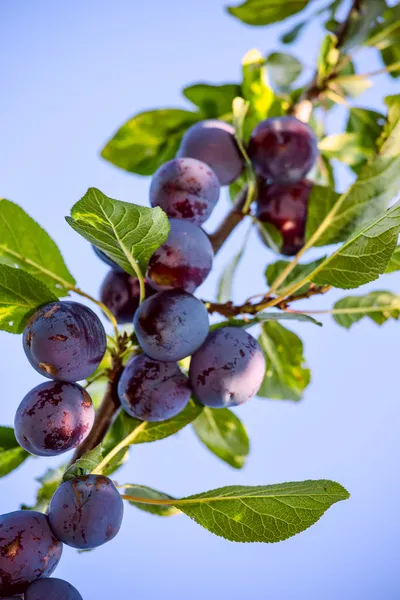 Fruits of plum tree — Stock Photo, Image