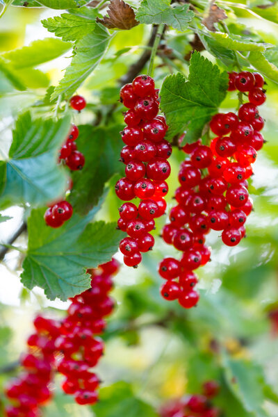 Ripe currants