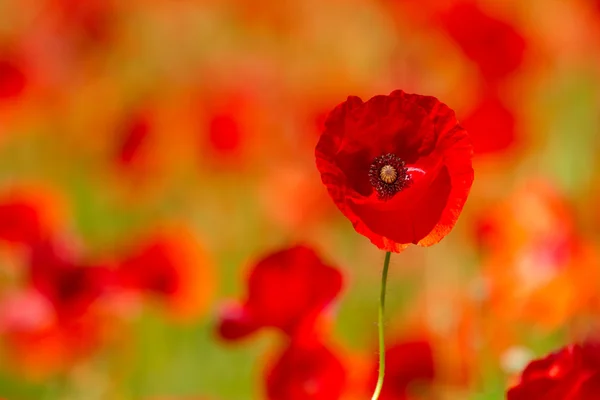 Field of red poppies — Stock Photo, Image