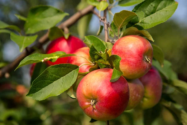 Apples — Stock Photo, Image