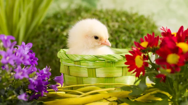 Beautiful little chickens — Stock Photo, Image