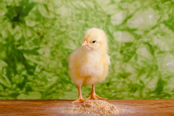 Bebé pollo teniendo una comida — Foto de Stock