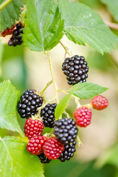 Brombeerplantage — Stockfoto