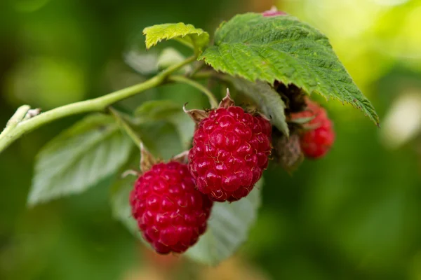 Himbeerplantage — Stockfoto