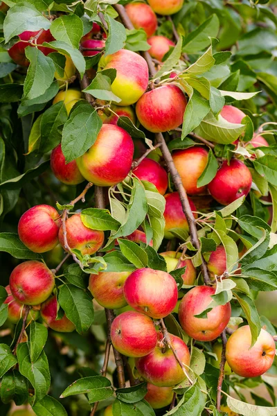 Äpplen — Stockfoto