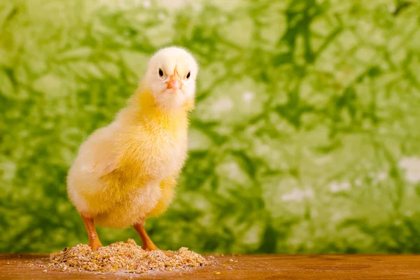 Frango pequeno bonito — Fotografia de Stock