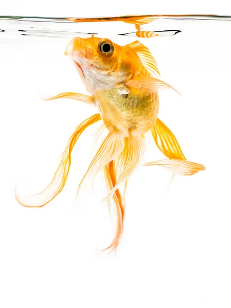 Танцующая золотая рыбка — стоковое фото