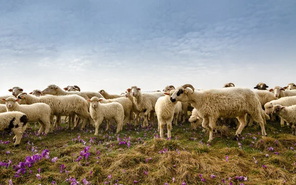Πρόβατα Εικόνα Αρχείου