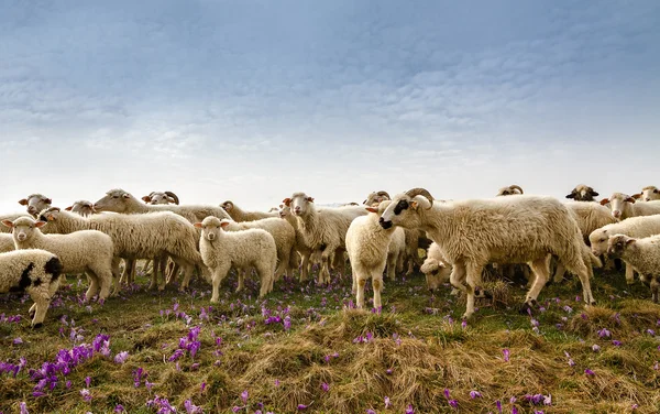 Får Stockbild