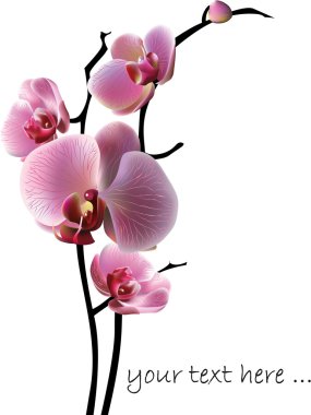 Vector orchid flower greeting card clipart