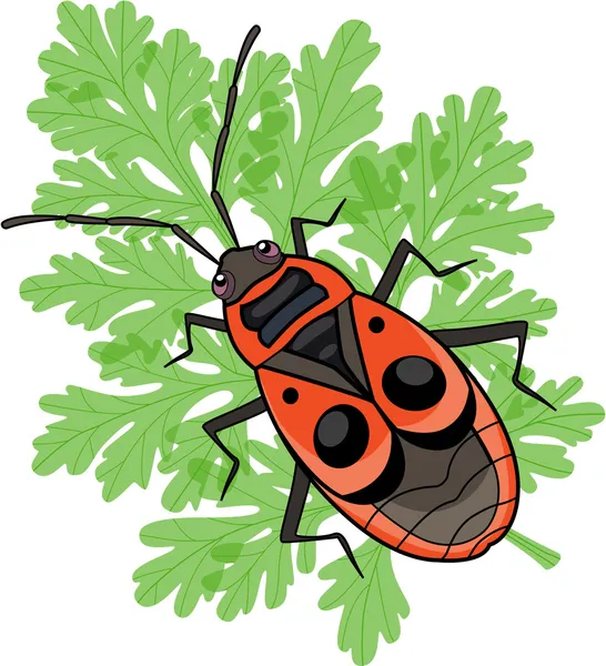 Soldat scarabée (pyrrhocoris apterus) assis sur une feuille — Image vectorielle