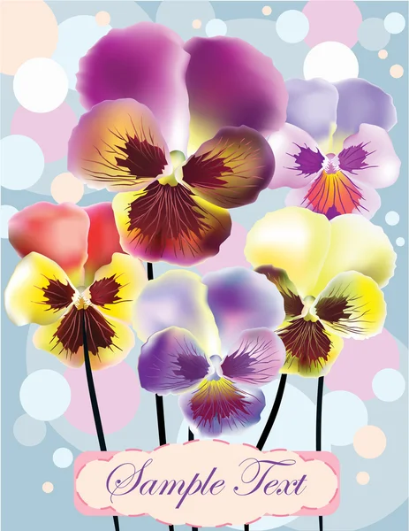 Viola flowers — Stock Vector