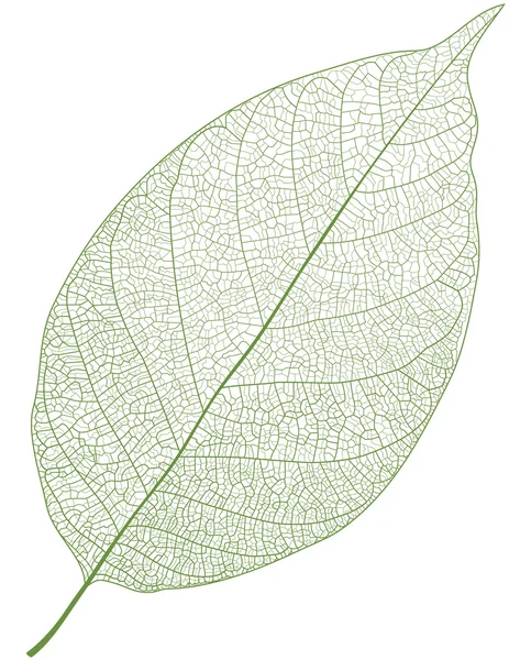 Vector leaf isolated — Stock Vector