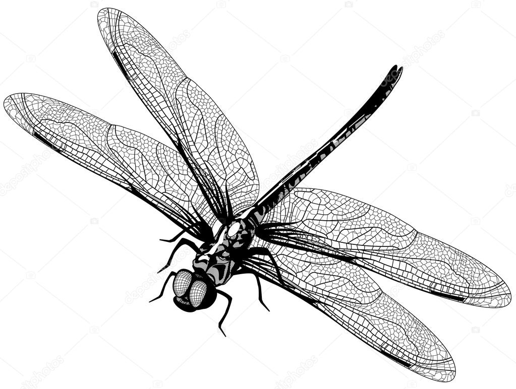 Download Vector dragonfly — Stock Vector © juliet #17231551