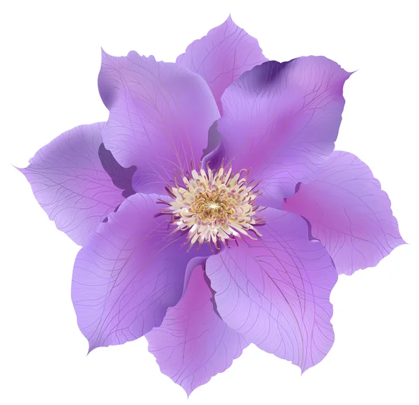 Vektorové clematis květina — Stockový vektor