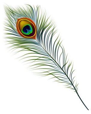 Peacock feather. clipart