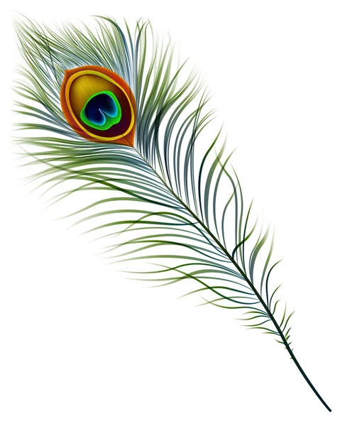 Peacock feather. — Stock Vector