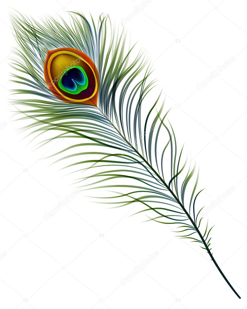 Peacock feather. — Stock Vector © juliet #17257949