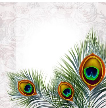 Beautiful vector peacock feathers clipart