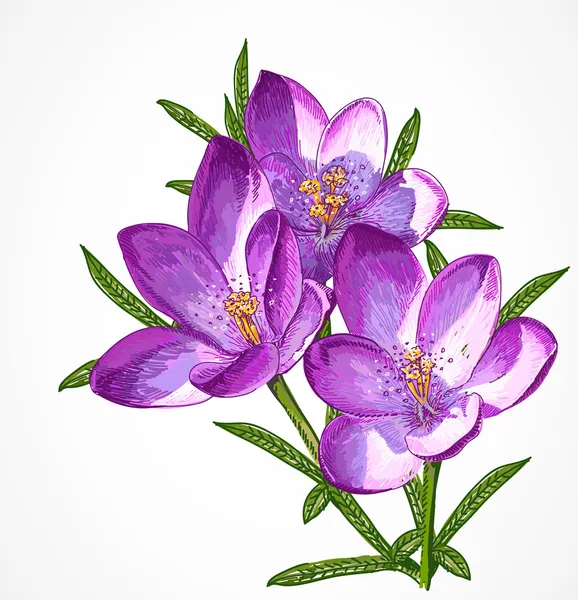 Vector Crocus Spring Flowers for your design. — Stock Vector