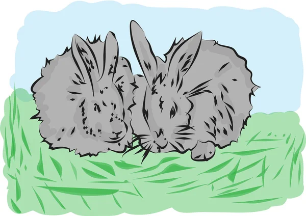 Rabbits — Stock Photo, Image