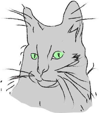 Gri kedi