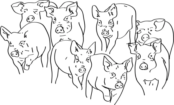 Свині — стокове фото