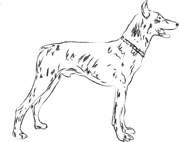 Doberman. — Archivo Imágenes Vectoriales