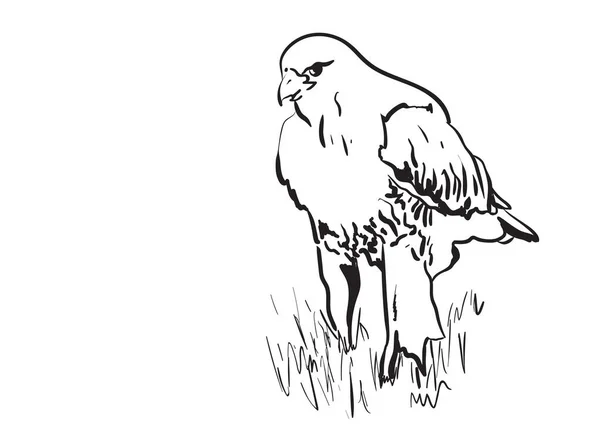 Abbildung Eines Adlers — Stockvektor