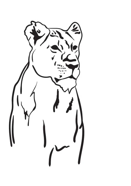 Ein Großes Raubtier Porträt Löwin Blick — Stockvektor