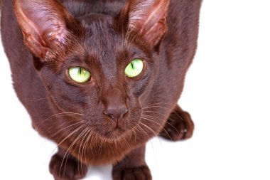  Beyaz tenli genç bir kedi.