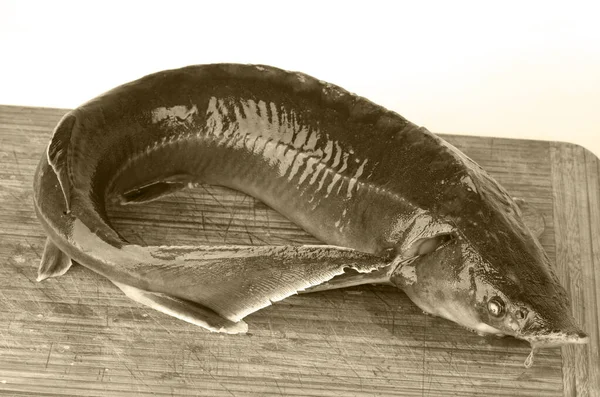 Jeseter Ryby Dřevěném Pozadí — Stock fotografie
