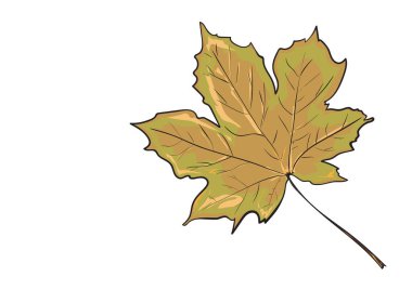 Akçaağaç yaprağı beyaz üzerine izole