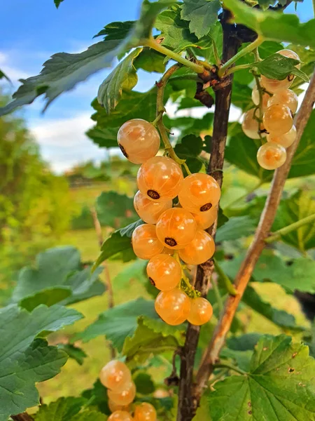 Very Tasty White Currant Garden — ストック写真