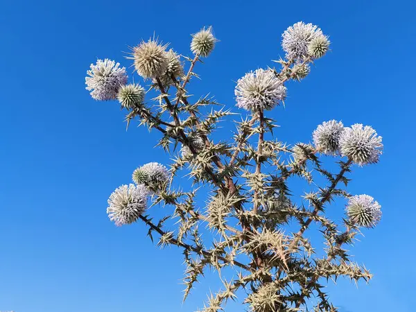 Spine Secche Contro Cielo Azzurro Una Giornata Estiva Soleggiata — Foto Stock