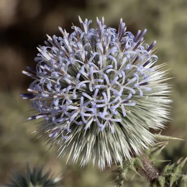 Épine Fleurs Sur Fond Flou Gros Plan — Photo