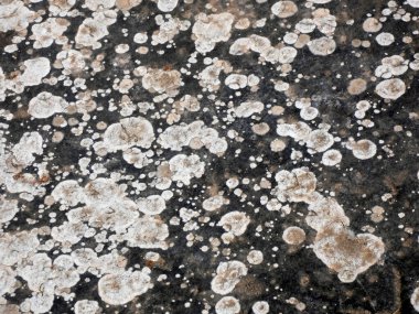 Antik kalenin taşının üzerindeki mantarın dokusu yakın.