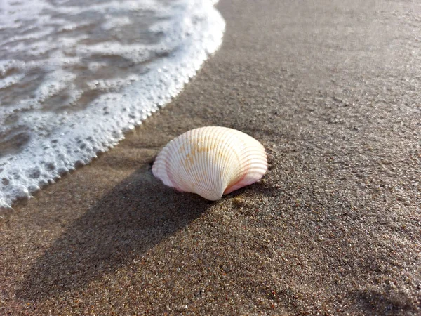Όμορφο Κοχύλι Στην Υγρή Άμμο Της Παραλίας Στο Επερχόμενο Κύμα — Φωτογραφία Αρχείου