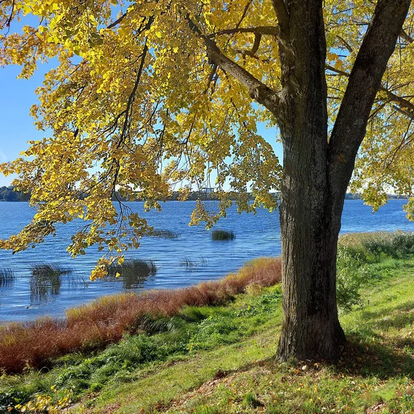 Álamo Con Hojas Amarillas Orilla Del Río Día Soleado Otoño —  Fotos de Stock