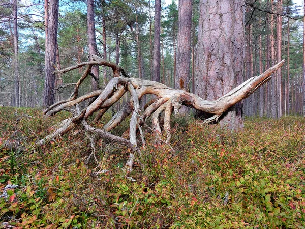 Arbre Tombé Avec Nombreuses Branches Dirait Monstre Forestier — Photo