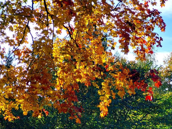 Rote Und Gelbe Ahornblätter Einem Sonnigen Herbsttag — Stockfoto