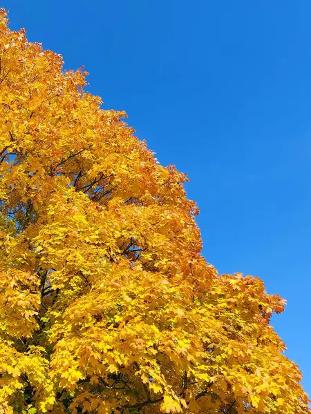 Fragment Eines Gelben Ahornbaums Klaren Blauen Himmel — Stockfoto
