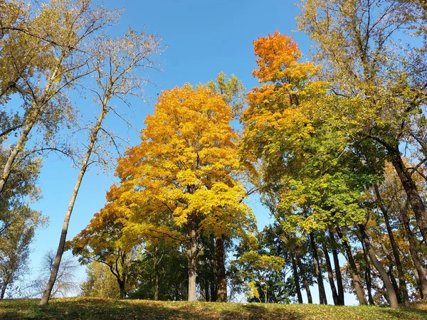 晴れた日の秋に公園内の黄色のカエデの木 — ストック写真
