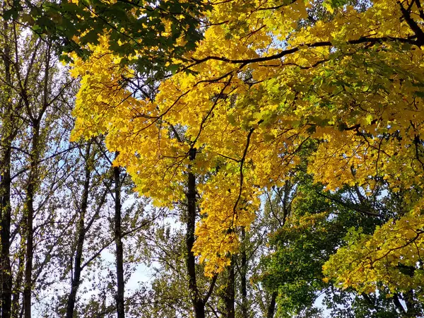 Gelbe Ahornbäume Park Herbst Einem Sonnigen Tag — Stockfoto